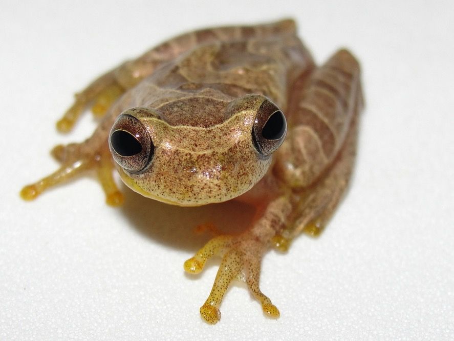 Une petite grenouille jaune avec de grands yeux