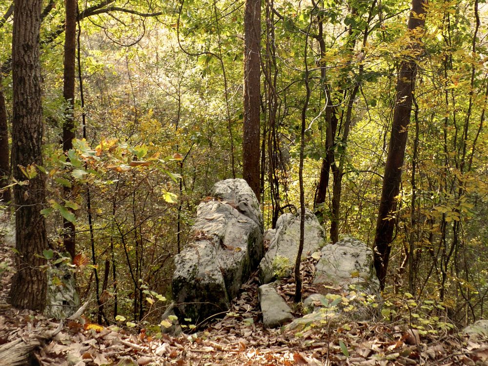 A piece of Hartselle sandstone in northern Alabama.