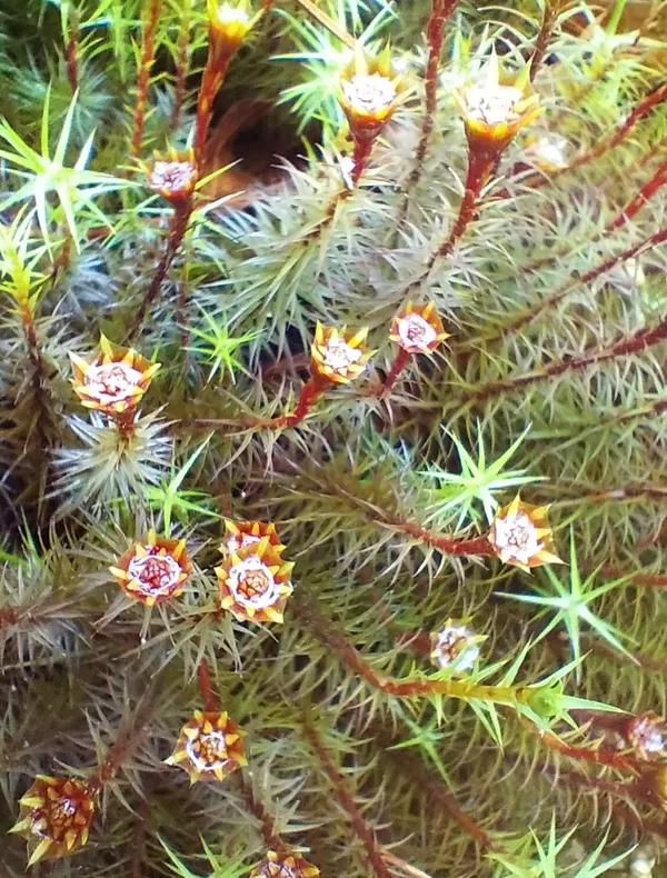 Flowering Forest Floor thumbnail