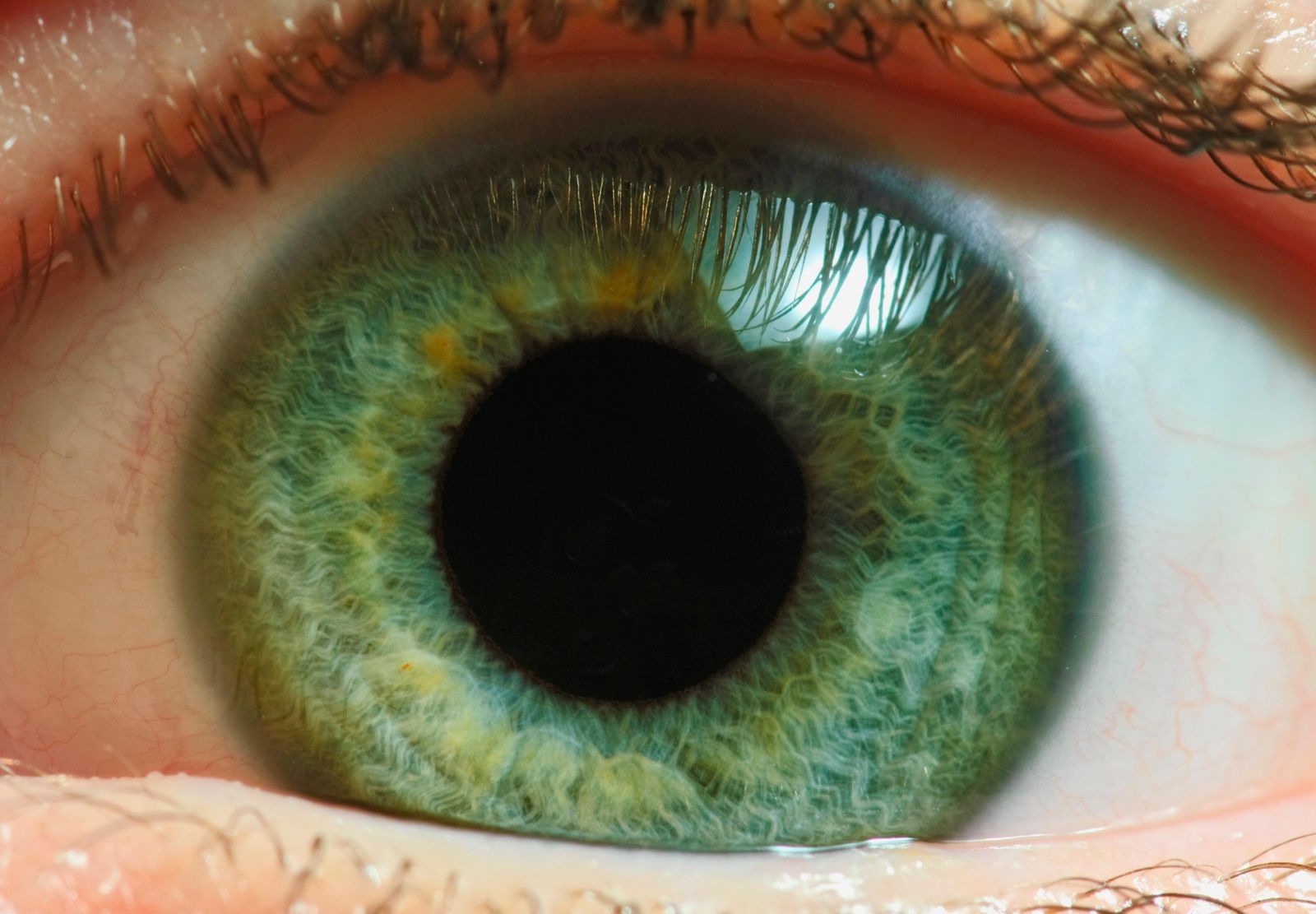 Look, your eyes are wired backwards: here's why