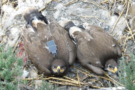 A steppe eagle with an SMS tracker attached.