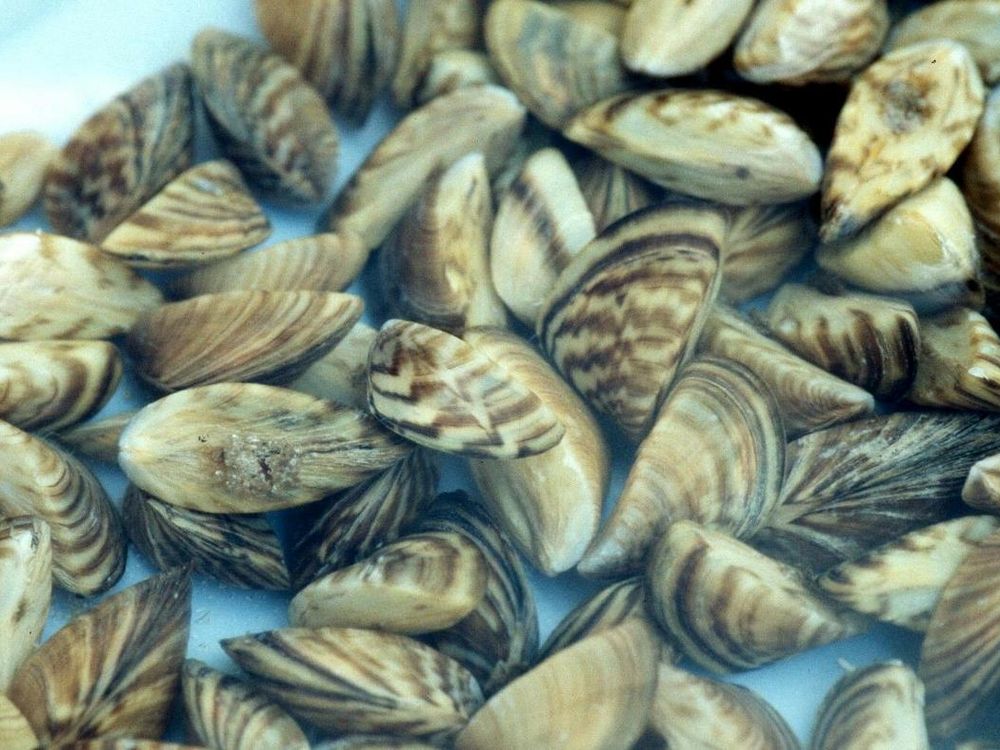 Zebra Mussels