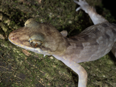 For the Love of Lizards: Meet One of the Smithsonian’s Lizard Experts image