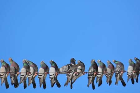 There are scientific investigations into whether animals use the Sun and Moon, Earth’s magnetic field, or recognition of landmarks to repeat their long journeys. (chantalrutledge/iStock/Thinkstock) 