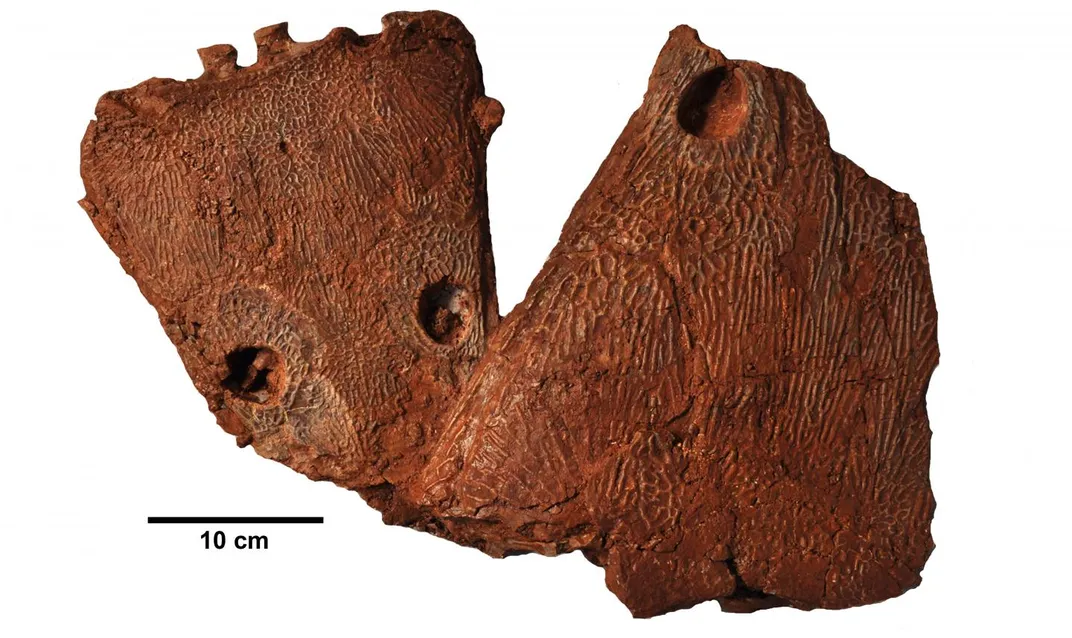 Metoposaurus algarvensis skull fossils, Credit: Octavio Mateus, Richard Butler, and Steve Brusatte