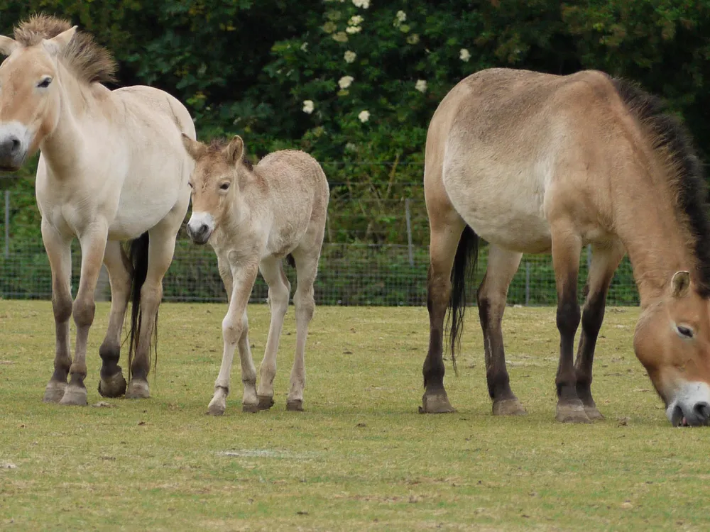 In a grassy field, a Przewalski’s horse foal stands in between two adults in a grassy field with trees in the background. The horses have a stocky build, a reddish-tan coat and dark, mohawk-like manes.