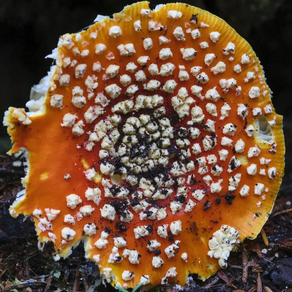 A very colorfull mushroom thumbnail