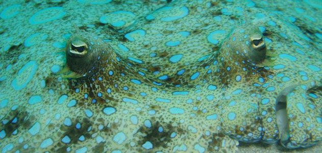 Peacock Flounder