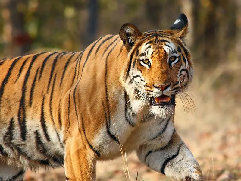 Tiger Takes Record-Breaking 800-Mile Trek Across India | Smart