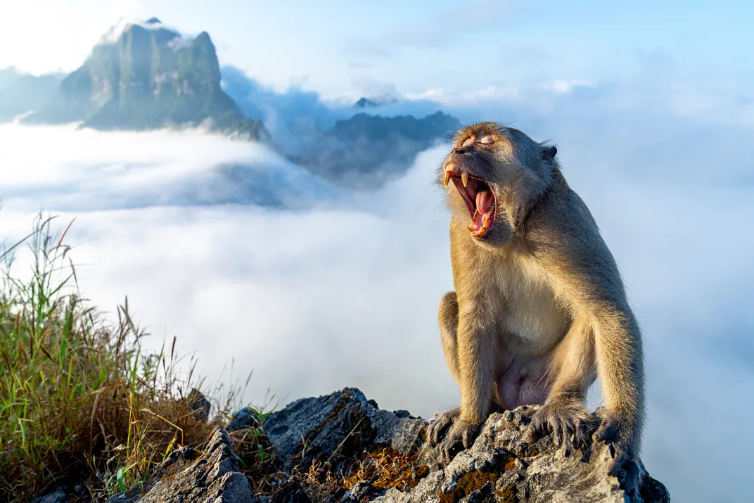 A monkey on a mountaintop