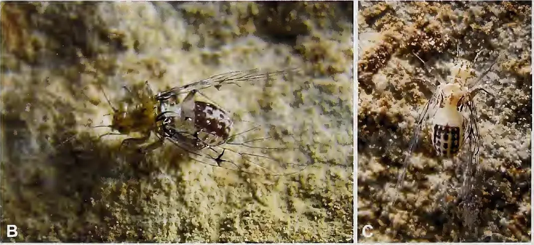 A eyeless cave insect with wings that is the size of a flea