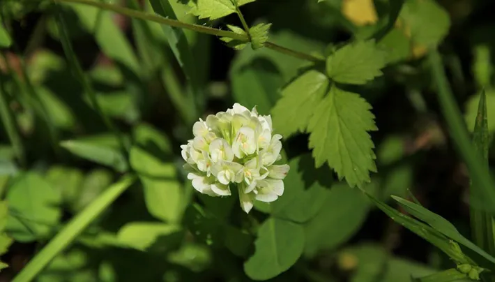 Running Buffalo Clover