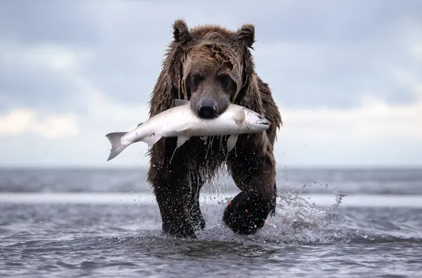 A brown bear proudly walks back to shore with a fresh fish. The bear so focused on fishing and eating its catch, walked to within feet of me and plopped down and devoured its meal.