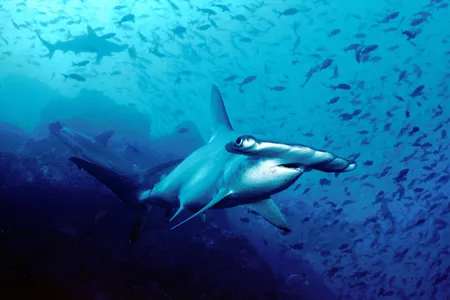 Hammerhead sharks off the coast of Cocos Island, Costa Rica. The island is known for its incredible terrain and marine life, and is said to be the inspiration for Isla Nublar, the place Michael Crichton created as the setting for Jurassic Park—and now Jurassic World.
