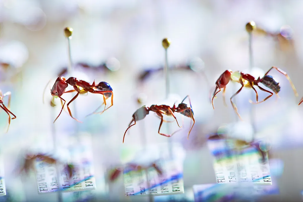 Ants pinned to a surface