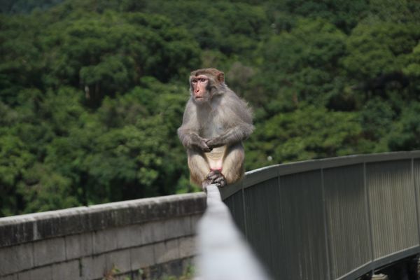 Typical life of a Rhesus Macaque thumbnail