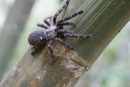 The newly recognized species, Taksinus bambus, is the first known tarantula to nest exclusively inside bamboo stalks.