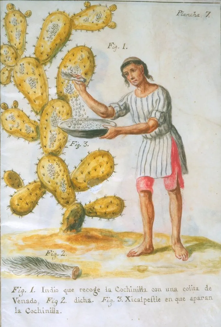 Cochineal Harvesting